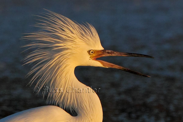 Reddish Egret (White Morph) © Russ Chantler